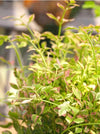 Rainbow Water parsley (Oeanthe Javanica)  with floating ring