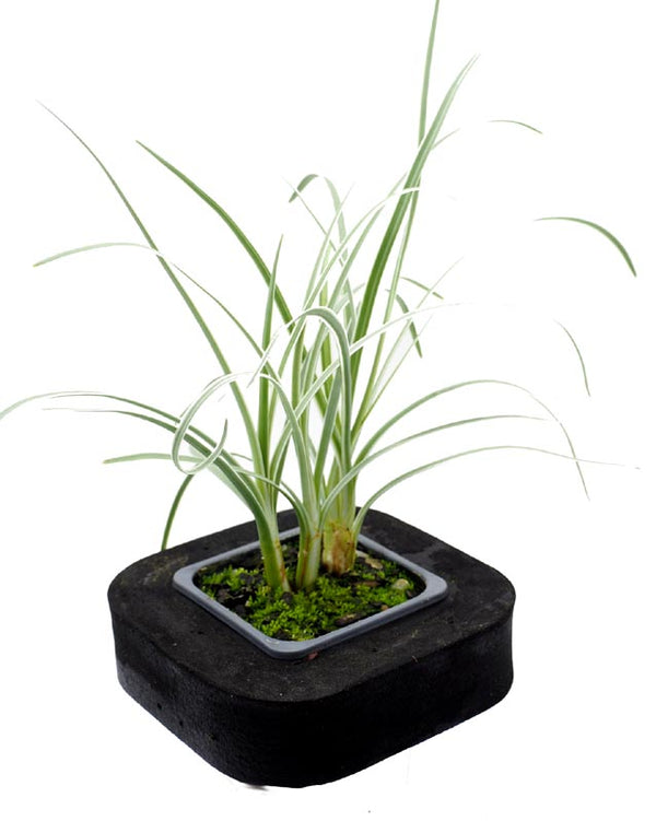 Buy Pond Plants Online Australia Variegated Water Garlic with