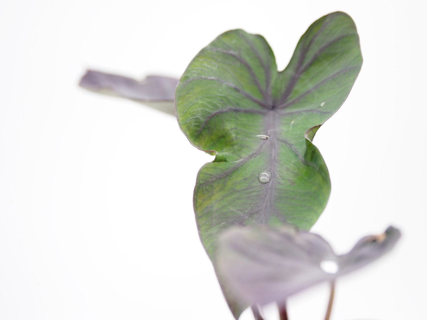 Taro Illustris (Colocasia Esculenta) pot with floating ring