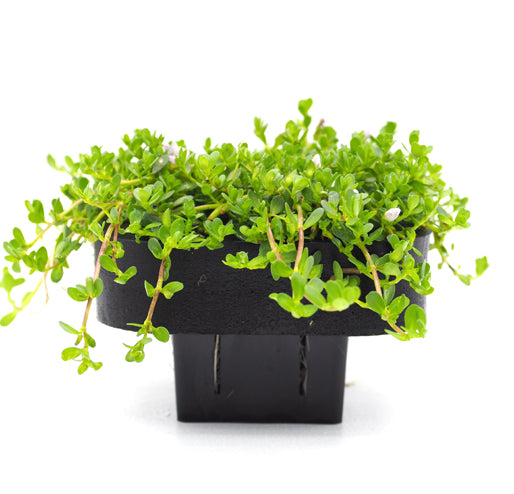 Brahmi  (Bacopa Monnieri) Pond Plant  with floating ring