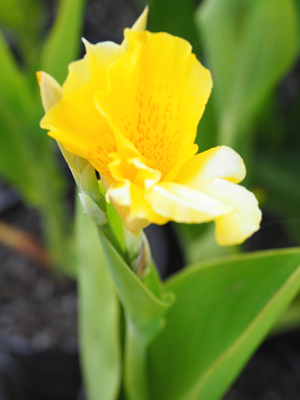 True water canna (Canna glauca) 12cm pot with floating ring
