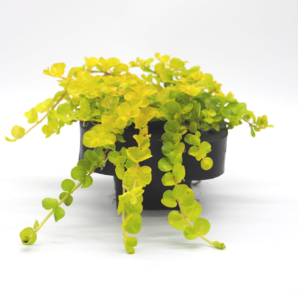 Creeping Jenny (Lysimachia aurea) Pond Plant with floating ring