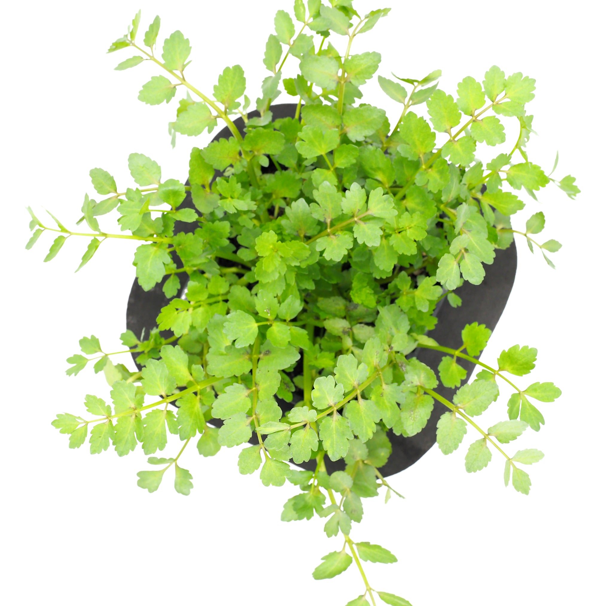Buy Pond Plants Online Australia Lebanese Cress (Aethionema Cordifolium) with Floating Pond