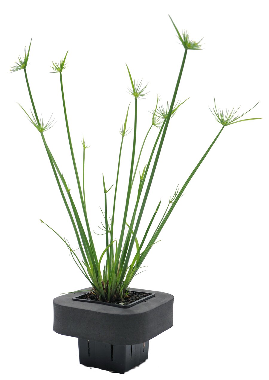 Dwarf Papyrus (Cyperus papyrus nana) pot with floating ring