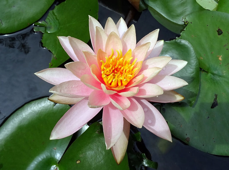 Buy Water lilies Online Australia Hardy Water Lily Pond Plants for Sale Aquatic Plants