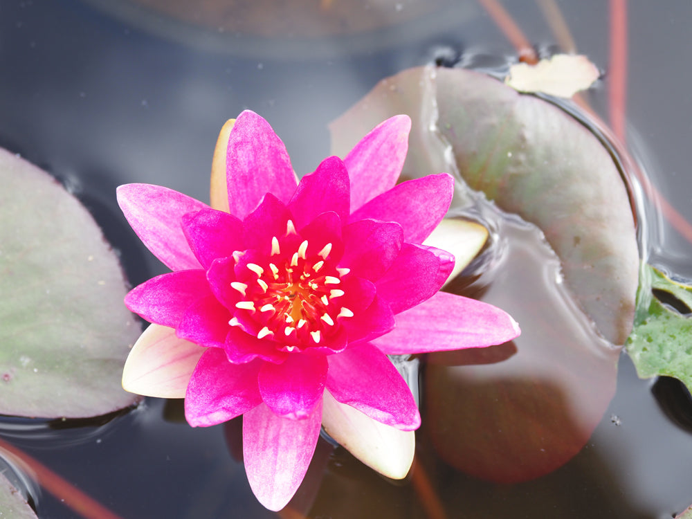 Water lily starter pack - 4 corm pack  (Nymphaea hardy hybrids)