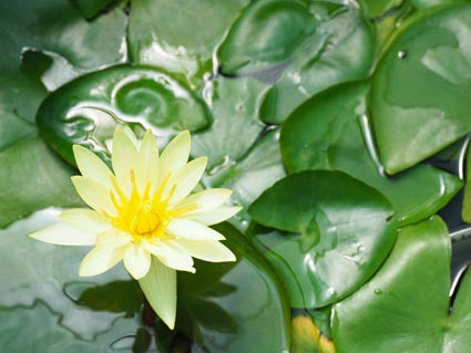 Water lily starter pack - 4 corm pack  (Nymphaea hardy hybrids)