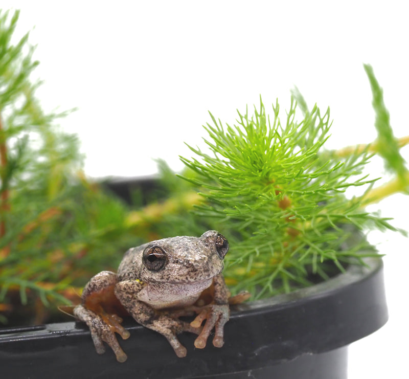 Upright Water Milfoil (Myriophyllum crispatum) pot with floating ring