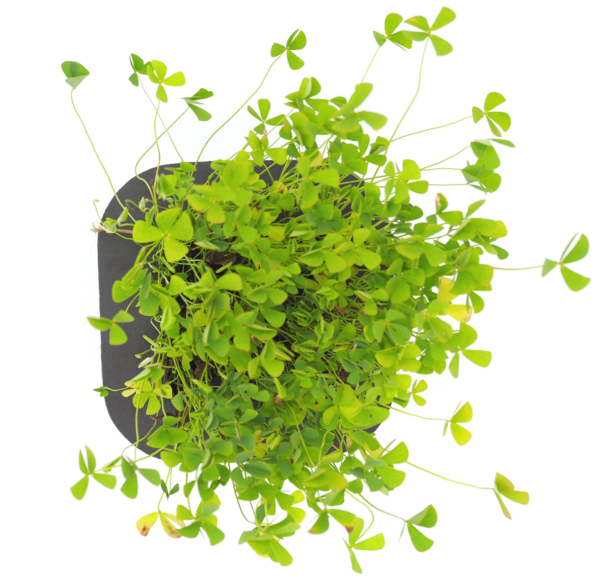 Buy Pond Plants Online Australia | Nardoo (Marsilea Angustifolia) with ...