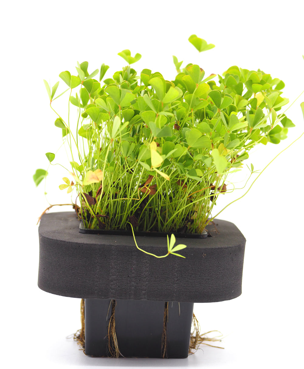 Nardoo (Marsilea Angustifolia)  with floating ring