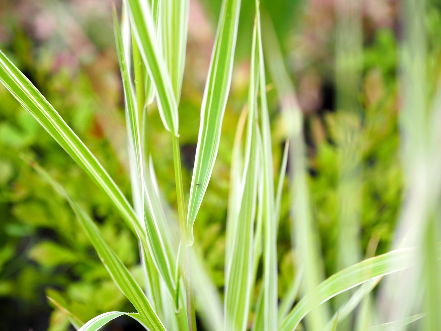 Gardeners Garters (Phalaris Arundinacea) Frog Attracting Pond Plant