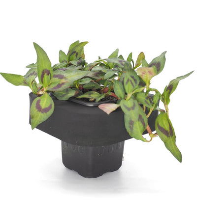 Vietnamese Water Mint (Polygonium odoratum) pot with floating ring