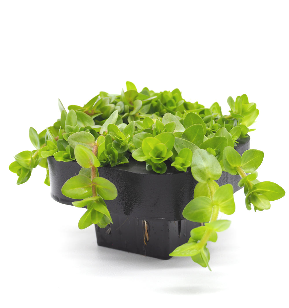 Water Hyssop (Bacopa caroliniana) with floating ring