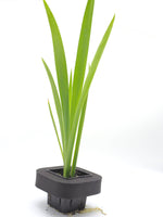 Water Iris (Lake Ouachita) Pond Plant with floating ring