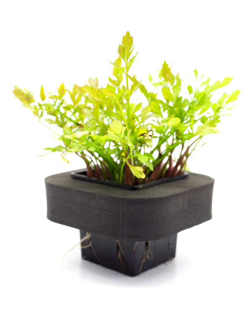 Buy Flowering Pond Plants Online Australia Aquatic Plants Water