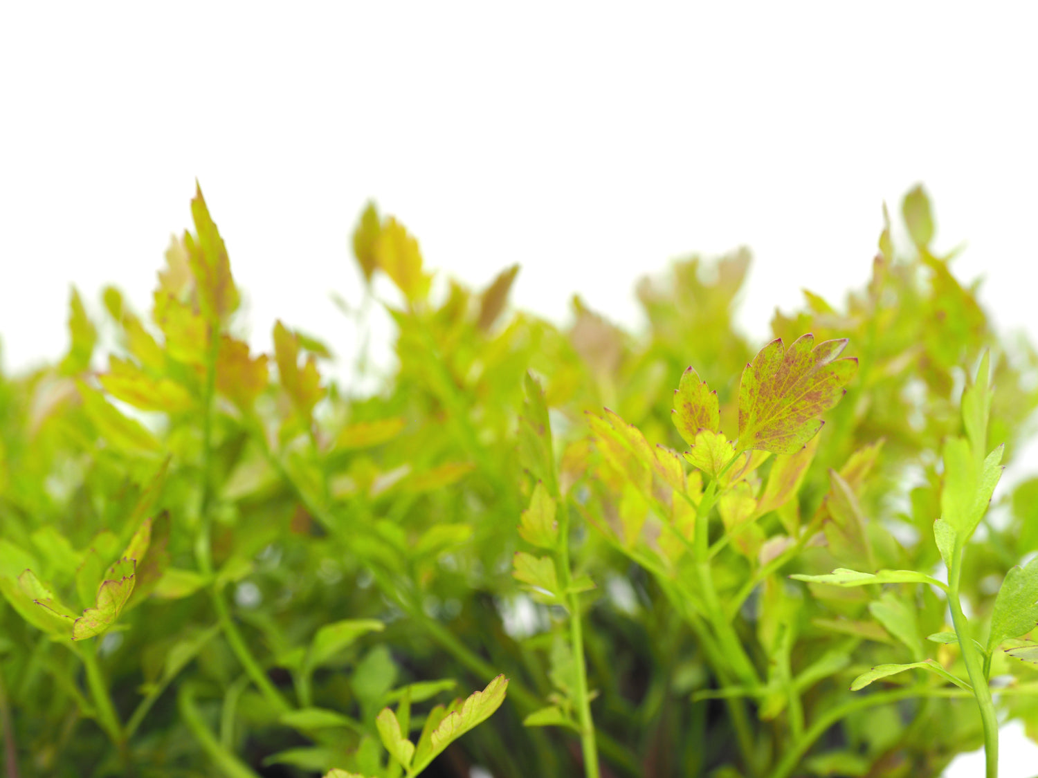 Water parsley (Oenanthe sarmentosa)  with floating ring