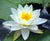 Water lily (Nymphaea water lily) White - corm only